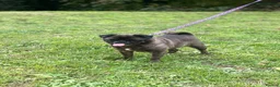 Pug dogs for sale: Mother & daughter pugs  - Advert 4