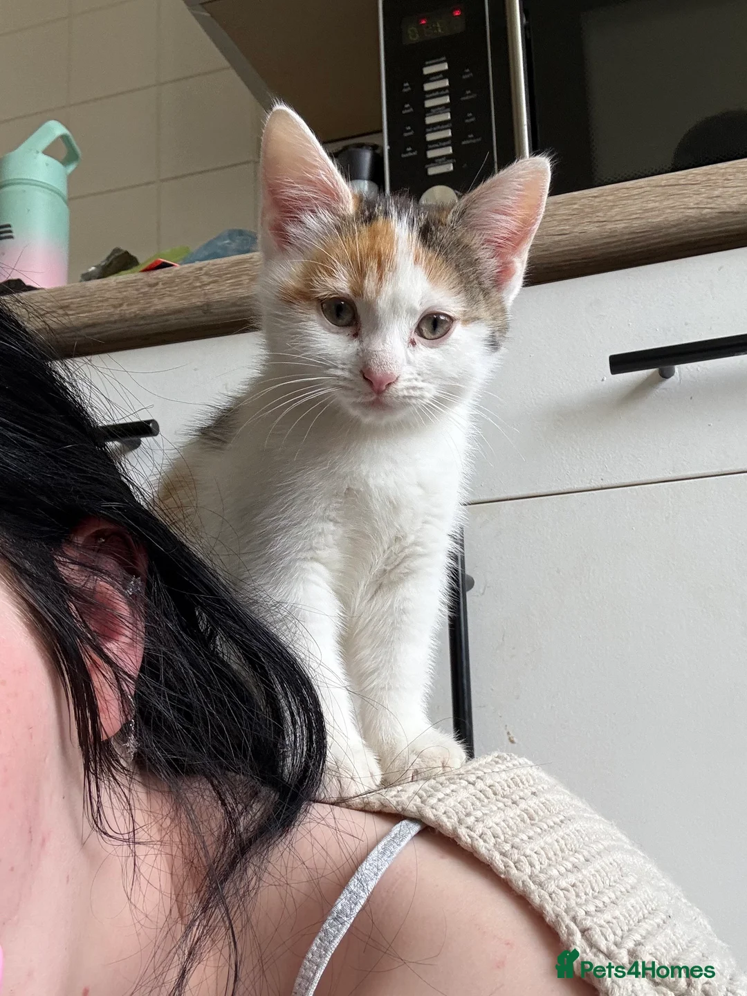 Mixed Breed cats for sale: 3 beautiful girls looking for homes in Daventry - Advert 2