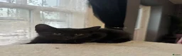 Mixed Breed cats for sale: 3 beautiful kittens for sale  - Advert 8