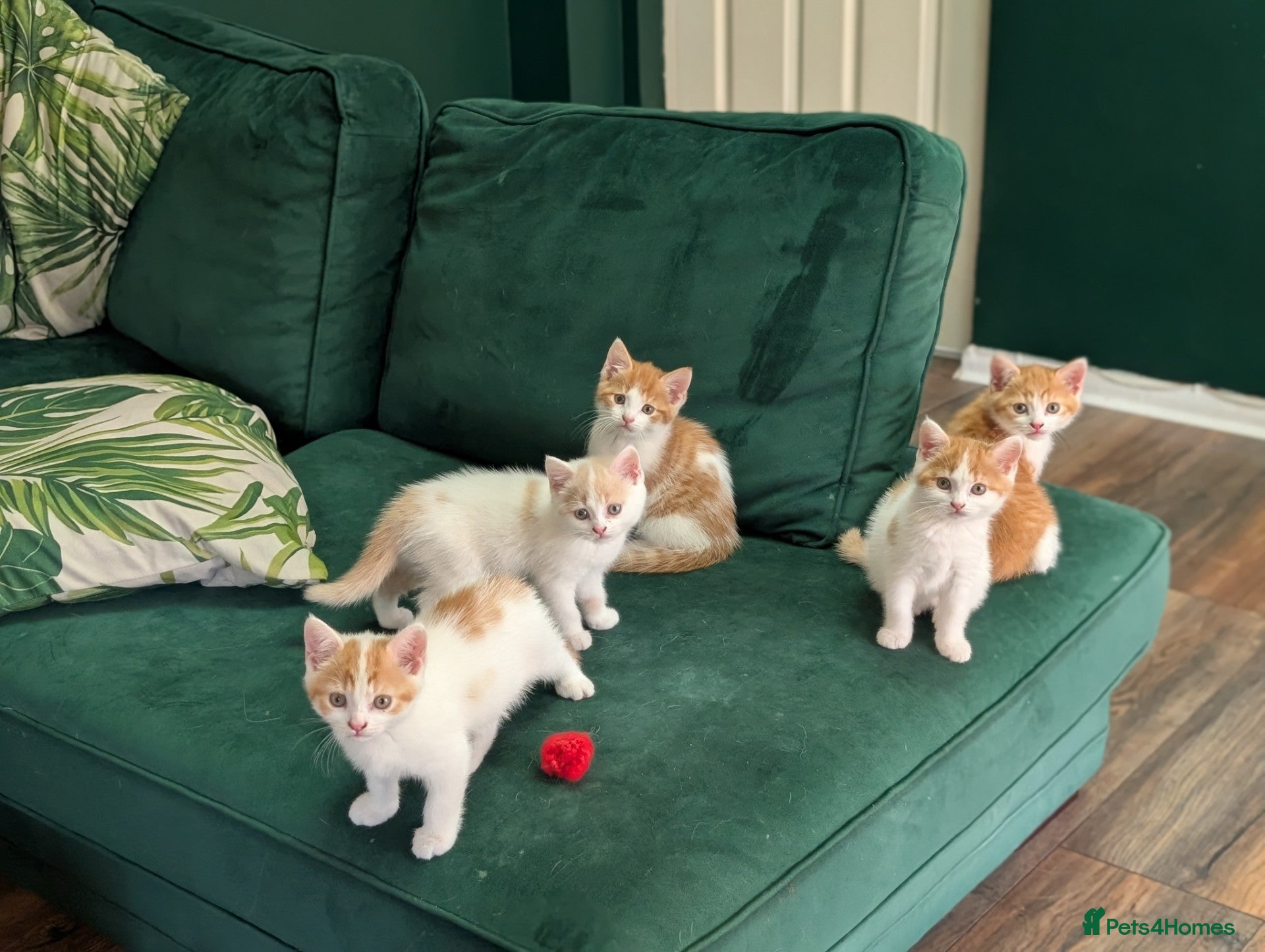 Mixed Breed cats Beautiful kittens for sale - Advert 10