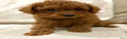 Cavapoo dogs for sale: Cavapoo puppies (Extensively health tested) F1b  - Advert 26