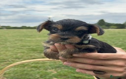 Yorkshire Terrier dogs for sale: Mini Yorkshire Terrier Puppies looking for Home - Image 14
