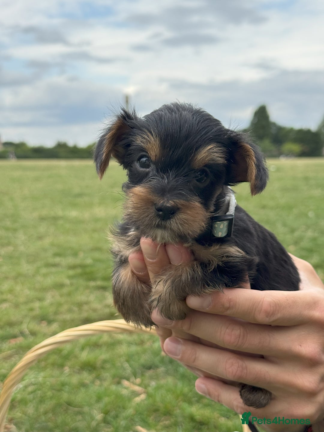 Yorkshire Terrier dogs for sale: Mini Yorkshire Terrier Puppies looking for Home - Image 14