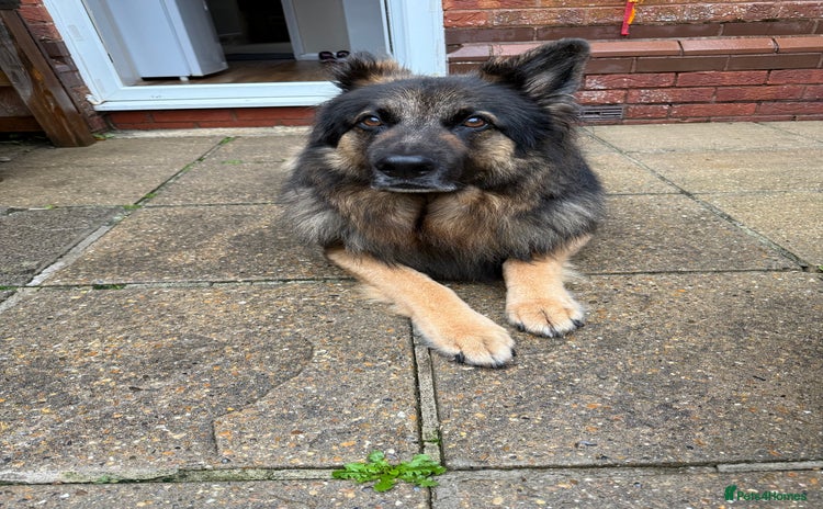 German Shepherd dogs - Advert 1