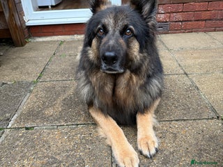 German Shepherd dogs - Advert 1