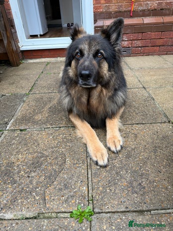 German Shepherd dogs - Advert 1