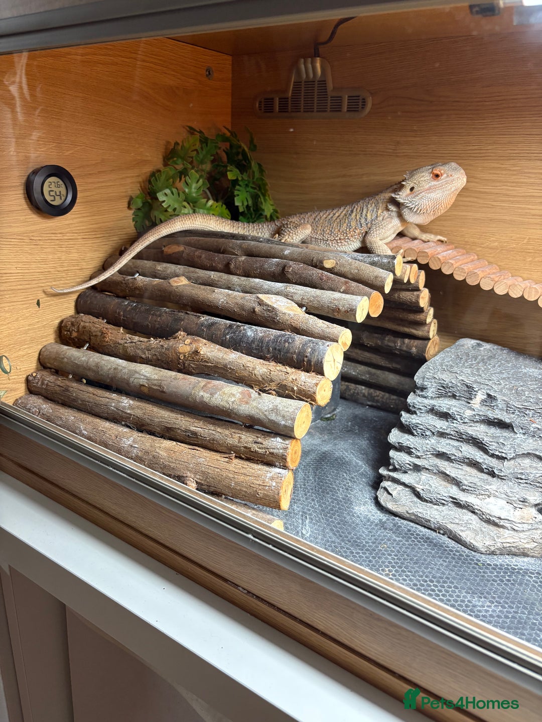 Bearded Dragon reptiles for sale: Loki bearded dragon - Image 1