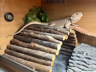 Bearded Dragon reptiles - Advert 4