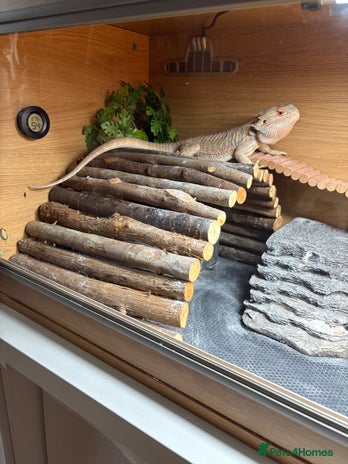 Bearded Dragon reptiles - Advert 1