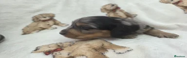 Miniature Dachshund 5