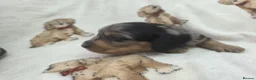 Miniature Dachshund dogs for sale: Stunning Litter of Silver Dapple Dachshund Pups  - Advert 5