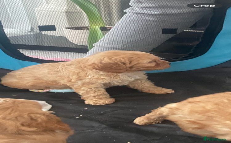 Cavapoo dogs - Advert 1