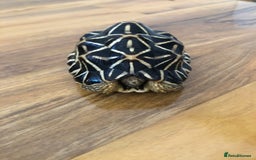 Tortoise reptiles for sale: Indian Star Tortoises - Image 9