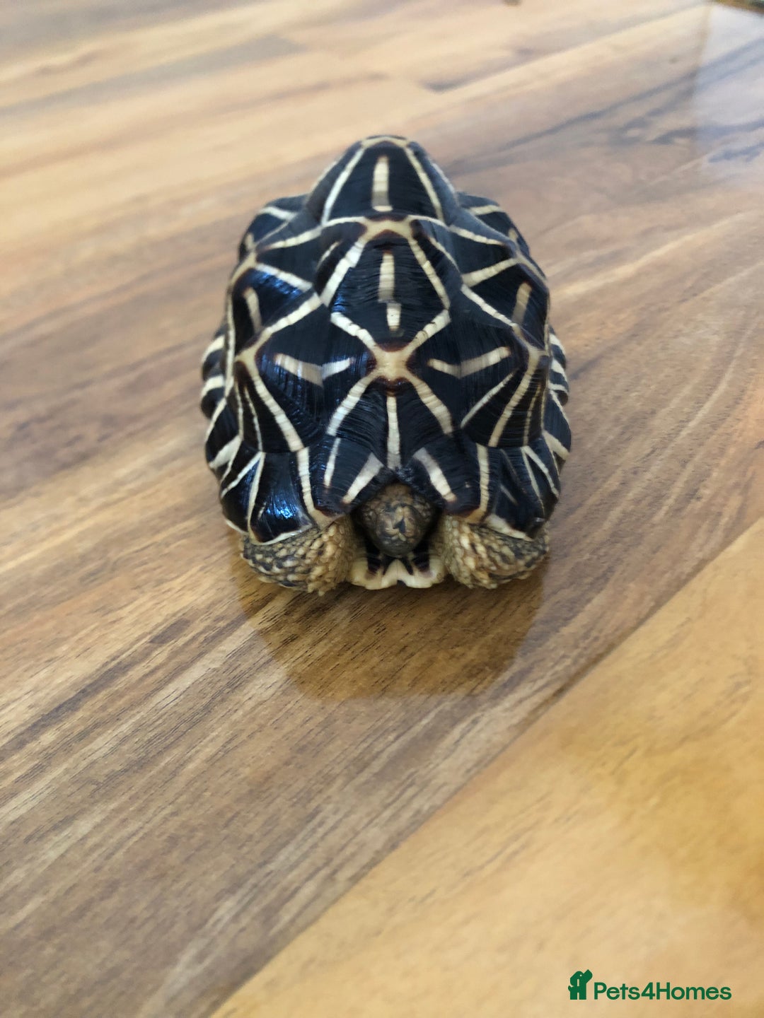 Tortoise reptiles for sale: Indian Star Tortoises - Image 9
