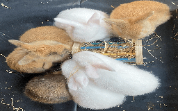 Harlequin rabbits for sale: Harlequin Babies - Image 10