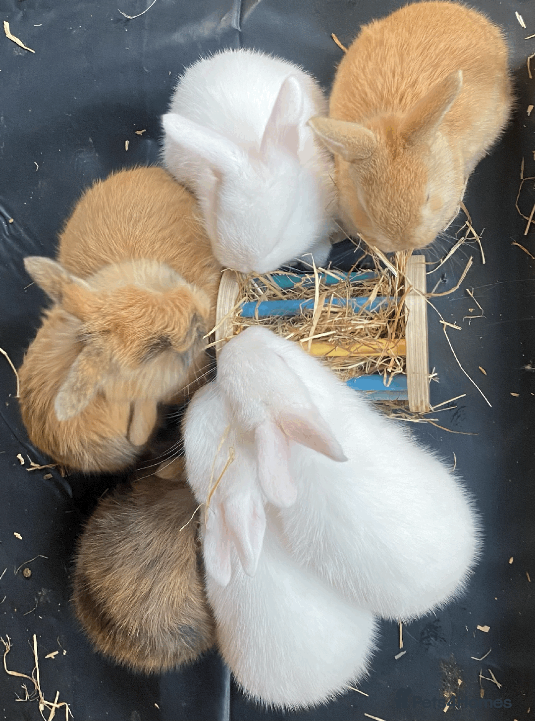 Harlequin rabbits for sale: Harlequin Babies - Image 10
