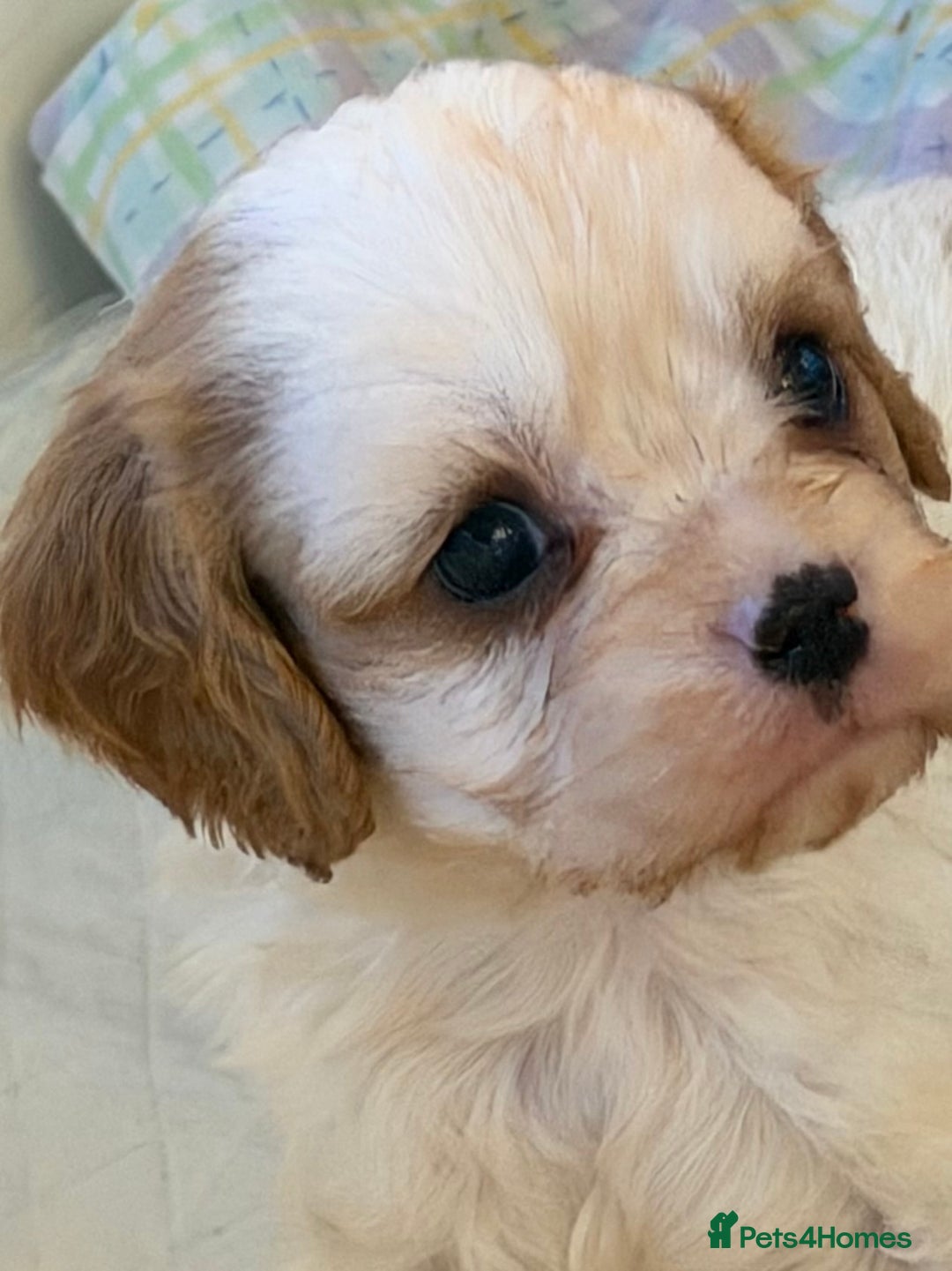 Cavapoo dogs for sale: Stunning cavapoo puppies ready 9th January  - Advert 20