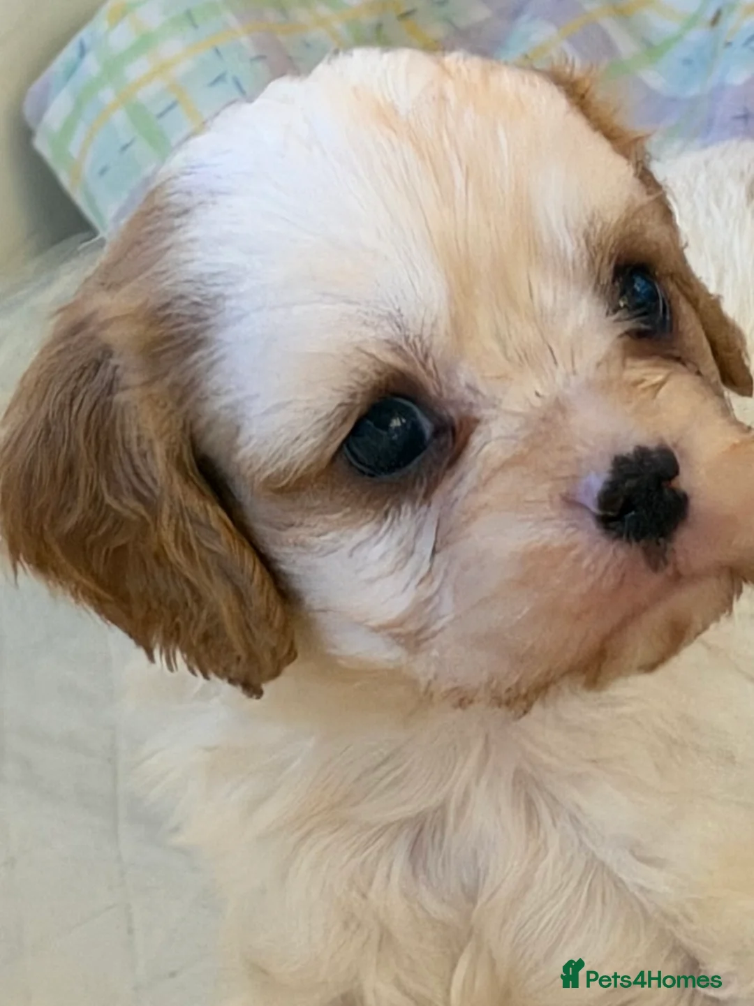 Cavapoo dogs for sale: Stunning cavapoo puppies ready 9th January  - Advert 23