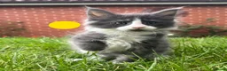 Maine Coon cats for sale: Pure Maine Coon kittens - Advert 23