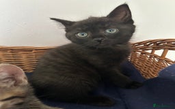 Mixed Breed cats for sale: Mixed Breed Kittens available - Image 1