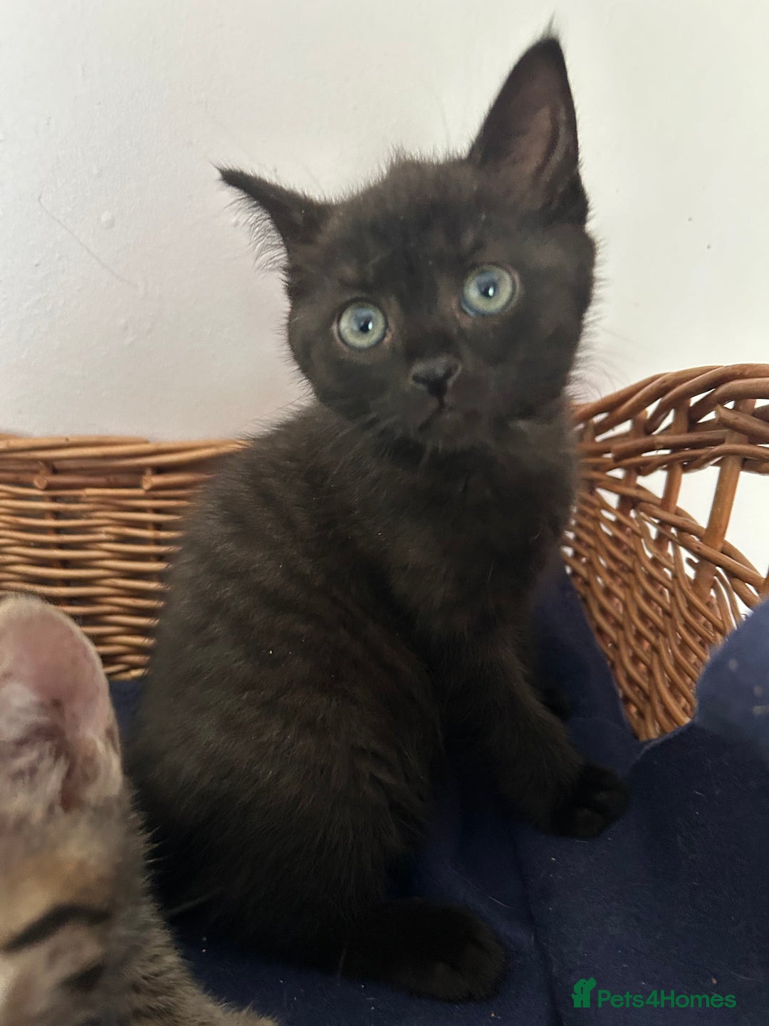 Mixed Breed cats for sale: Mixed Breed Kittens available - Image 1