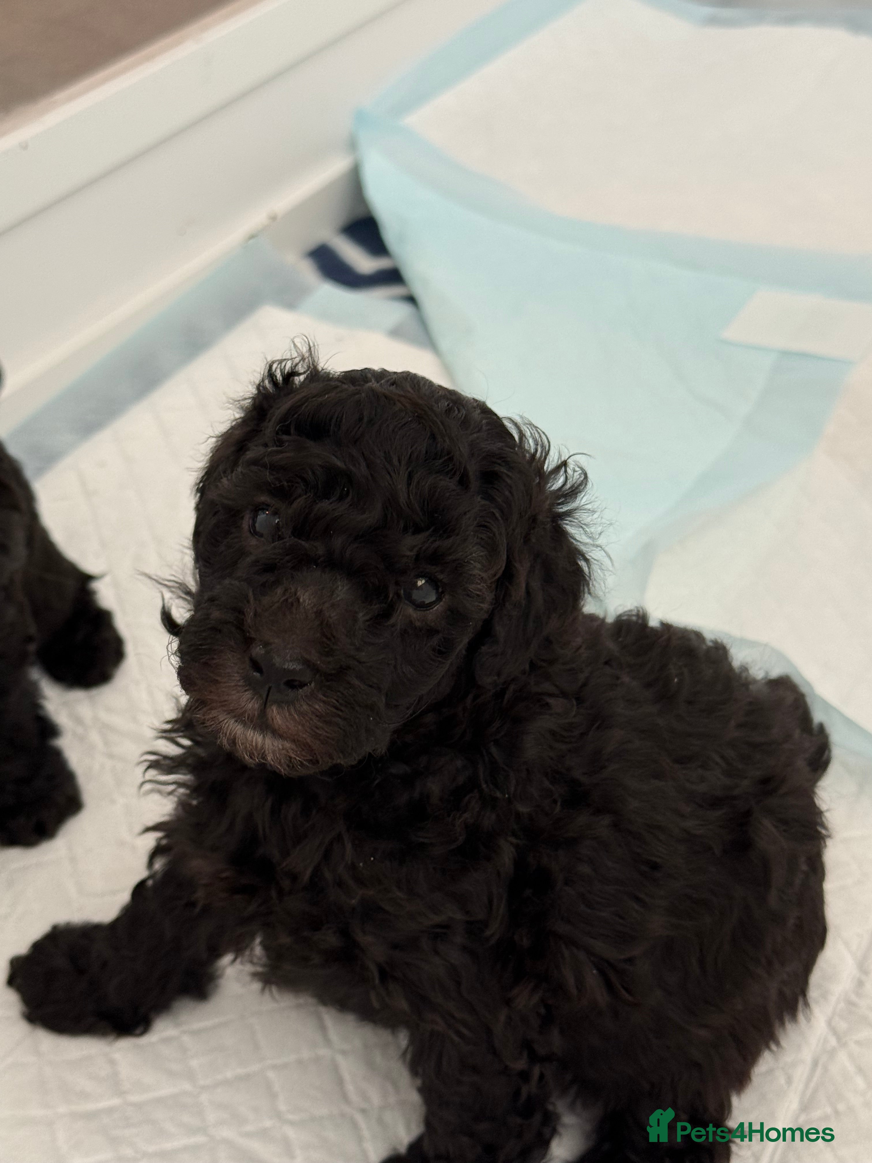 Miniature Poodle dogs Silver miniature poodle pups - Advert 2
