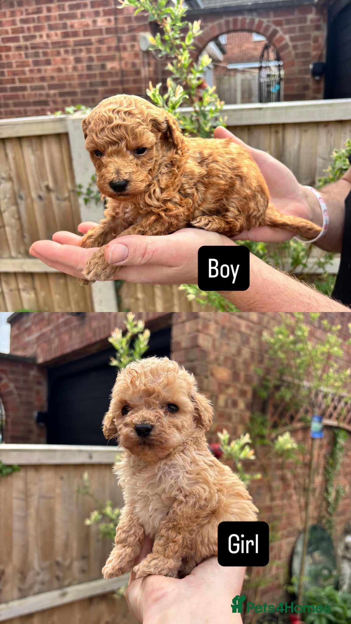 Toy Poodle dogs Beautiful Litter of Toy Poodle Pups  - Advert 9