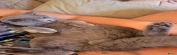 British Shorthair cats for sale: My 2 loving boys. - Advert 12