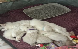 Ragdoll cats for sale: Gorgeous Litter of ragdolls ready 10/10/25 - Image 6
