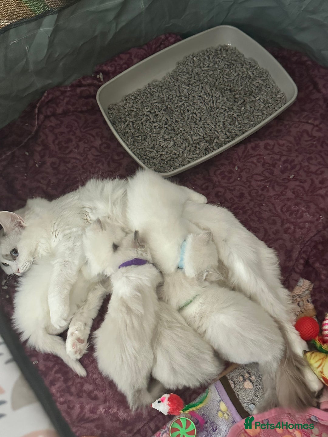 Ragdoll cats for sale: Gorgeous Litter of ragdolls ready 10/10/25 - Image 6