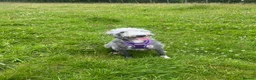Mixed Breed dogs for sale: Gorgeous F1BB Bedlington Whippet Puppies - Advert 4