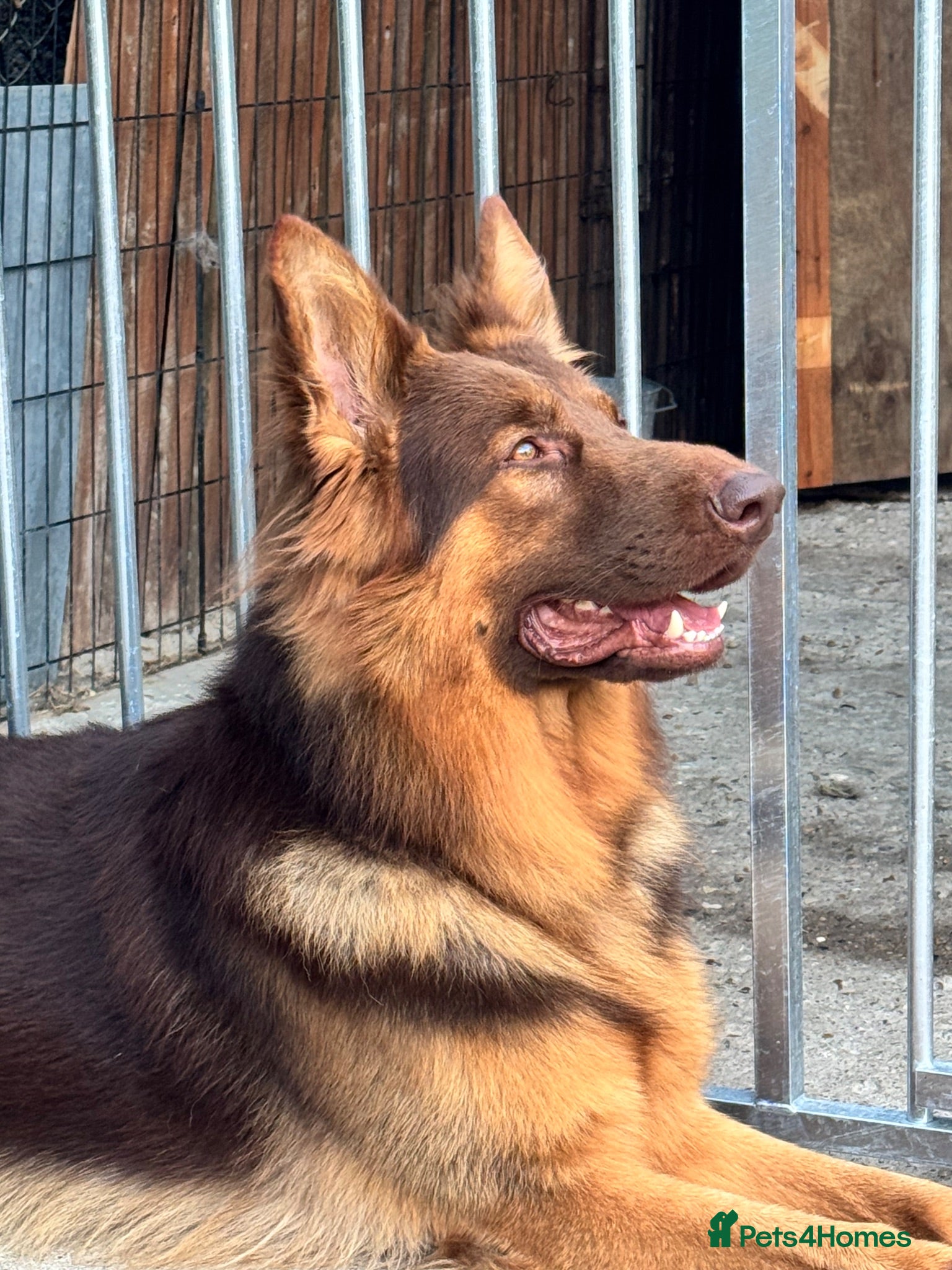 German Shepherd dogs PROVEN MASSIVE LIVER AND TAN GERMAN SHEPHERD STUD! - Advert 4