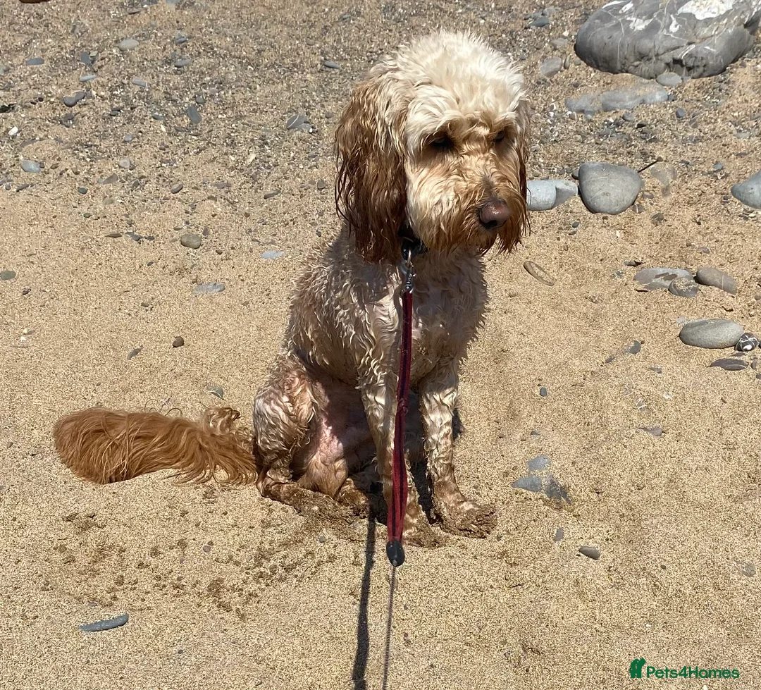 Cockapoo dogs for stud: Cockapoo stud in Durham - Advert 6