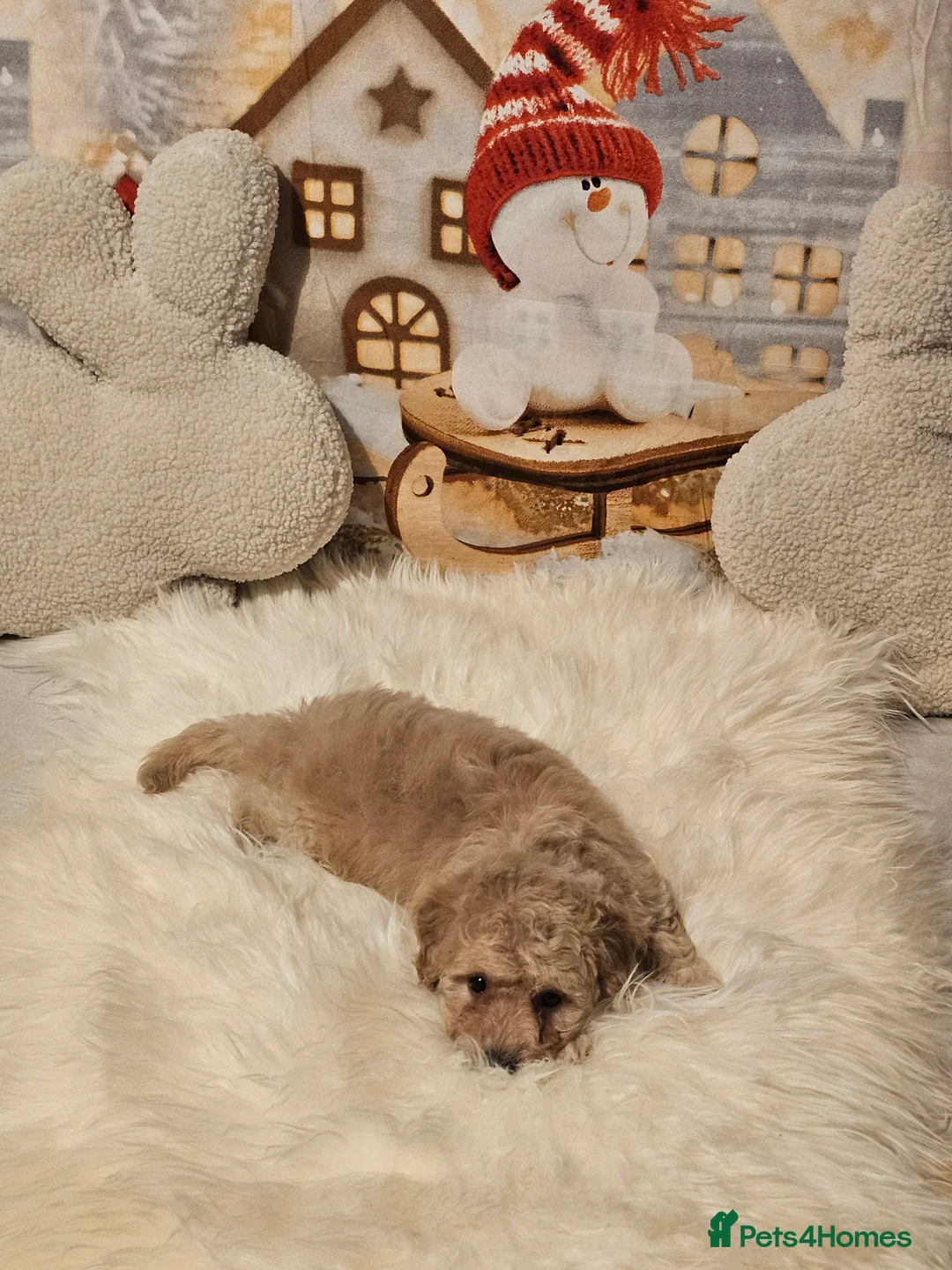 Maltipoo dogs for sale: 🐶 Beautiful Apricot Maltipoo Puppies for Sale 🐶 - Advert 22