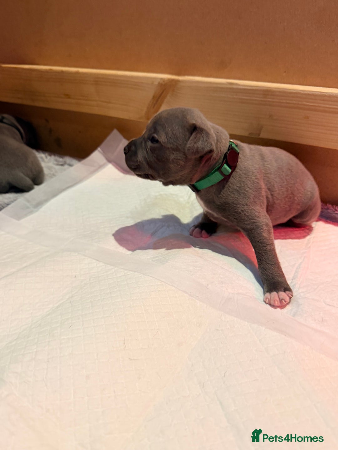 Staffordshire Bull Terrier dogs for sale: 💙Blue x Rare Fawn Staffordshire Bull Terrier Pups - Advert 35