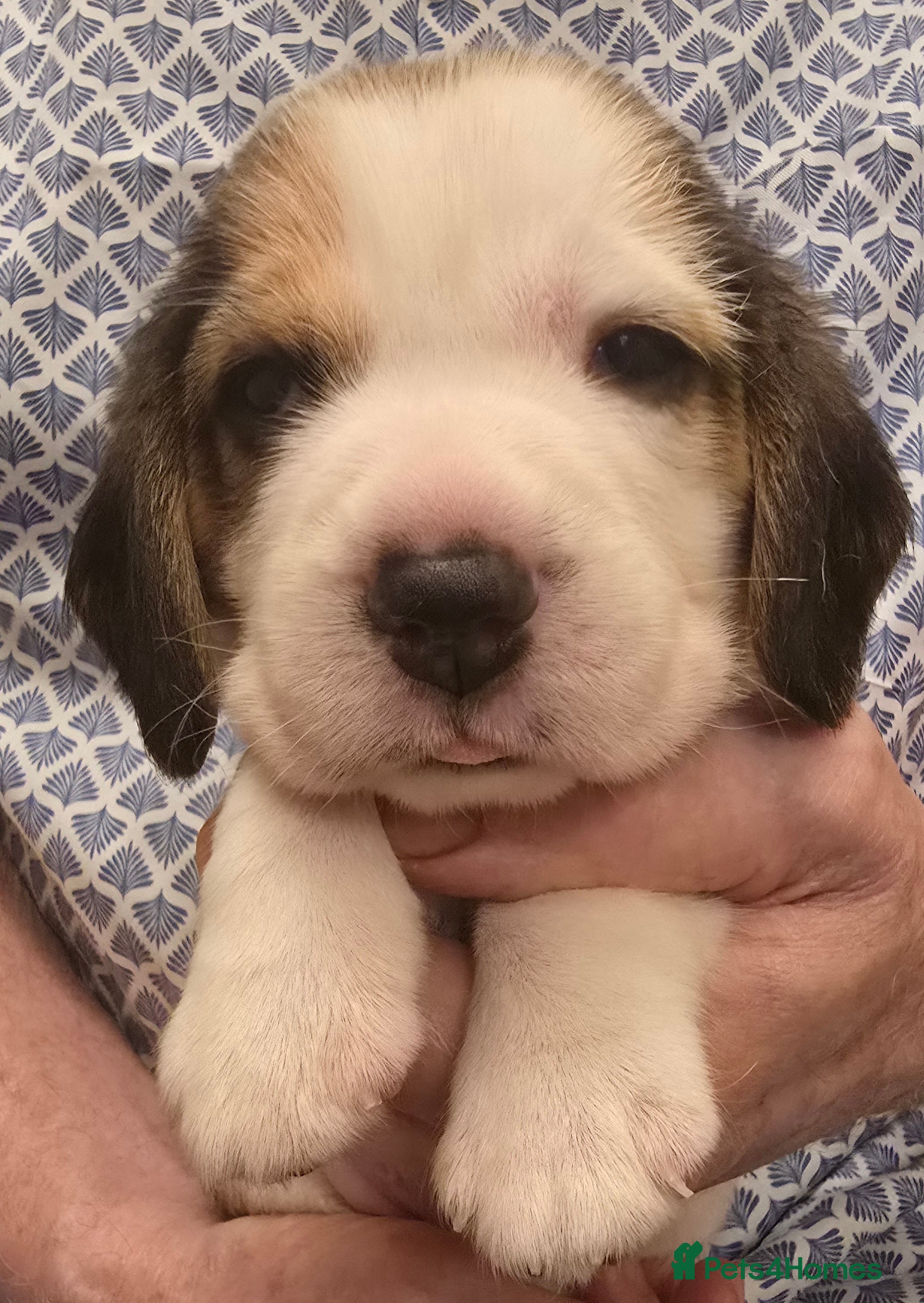 Beagle dogs Kennel Club Reg Beagle pups tri male, t/w bitch  - Advert 2