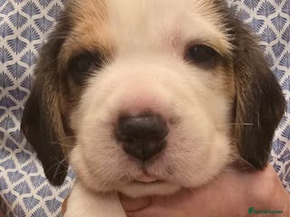 Beagle dogs Kennel Club Reg Beagle pups tri male, t/w bitch - Advert 2