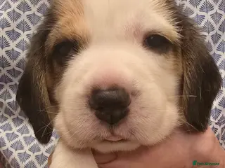 Beagle dogs Kennel Club Reg Beagle pups tri male, t/w bitch - Advert 3