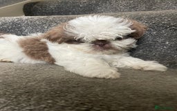 Shih Tzu dogs for sale: Shitzus for sale - Image 5