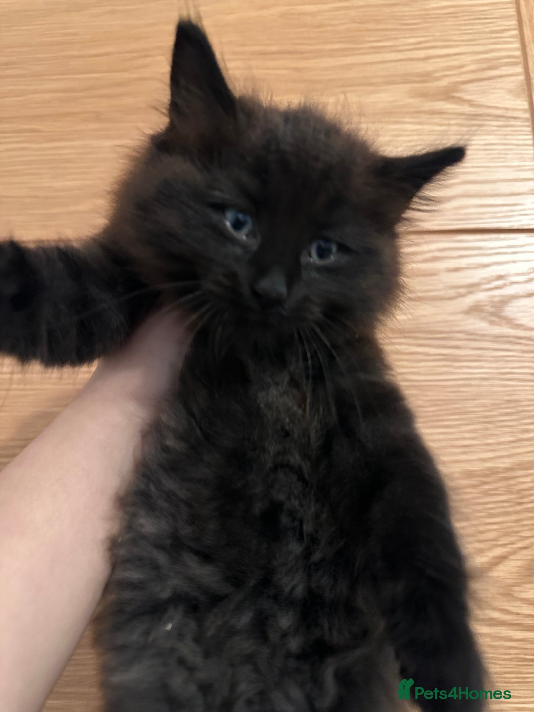 Mixed Breed cats for sale: Lovely cats for rehoming - Advert 8