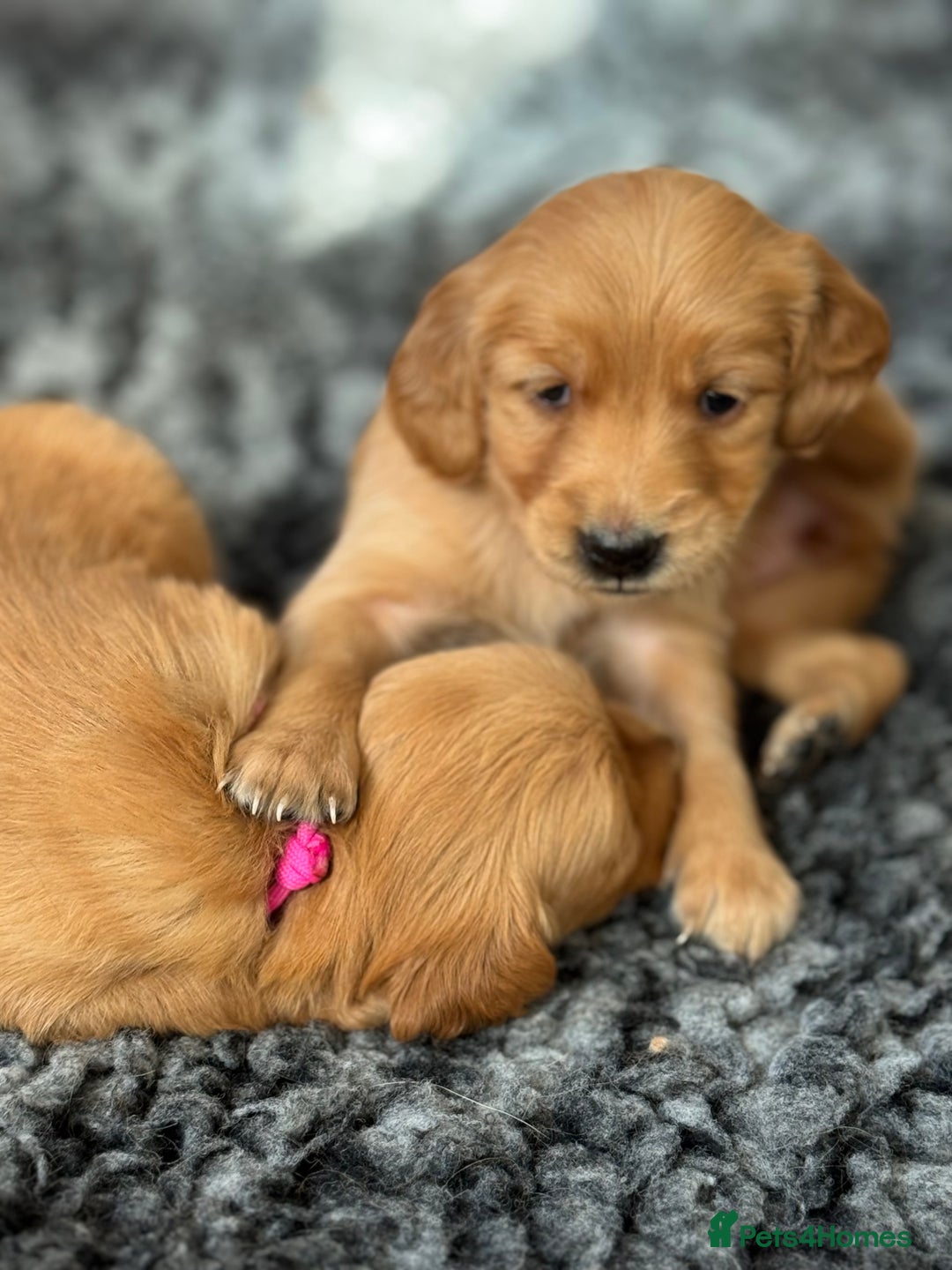 Golden Retriever dogs for sale: Last Stunning Male Pup Health Tested Parents  - Image 20