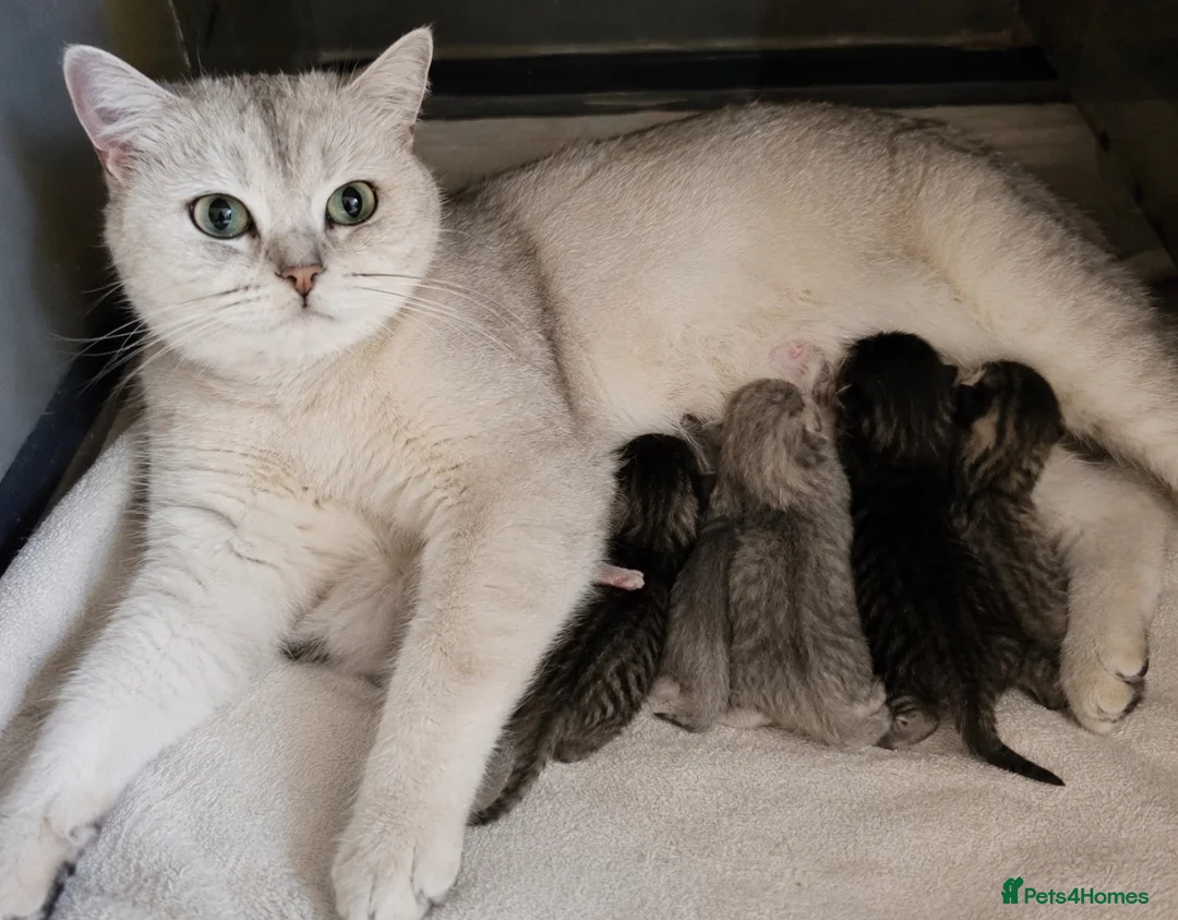 Mixed Breed cats for sale: British short hair kittens  in Carmarthen - Advert 1