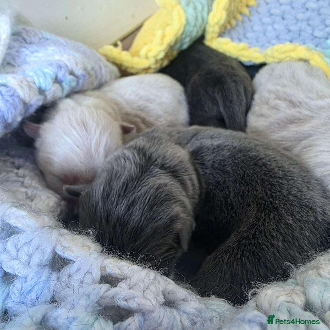 Chow Chow dogs for sale: 7 beautiful chow chow for sales - Advert 3