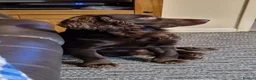 Cocker Spaniel dogs for sale: Stunning Cocker Spaniel puppies  - Advert 15