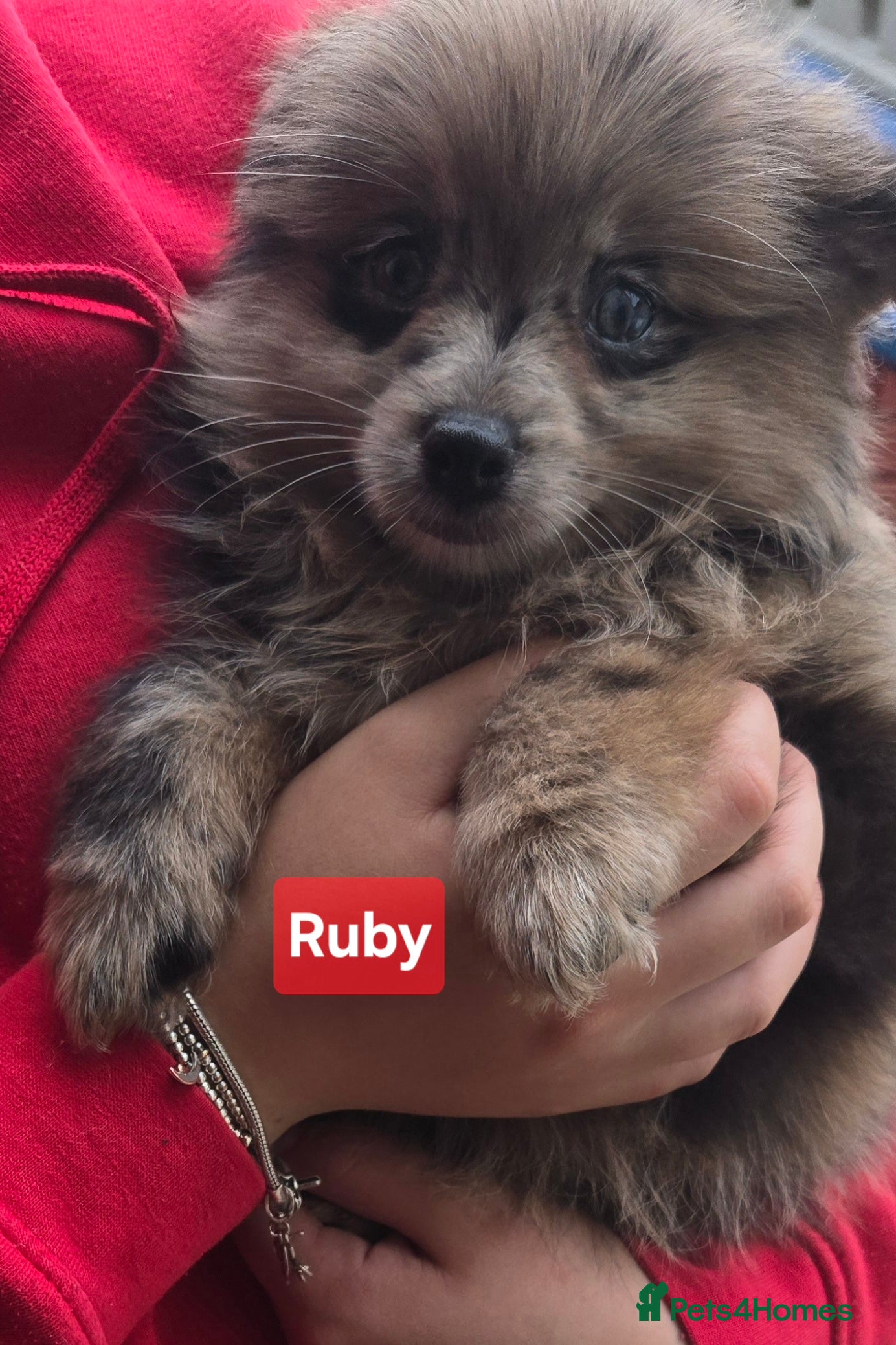 Pomeranian dogs  3 gorgeous pomeranian puppies available  - Advert 2