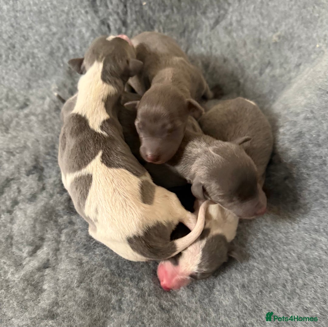 Whippet dogs for sale: 3 Stunning Whippet Boy's available  - Advert 17