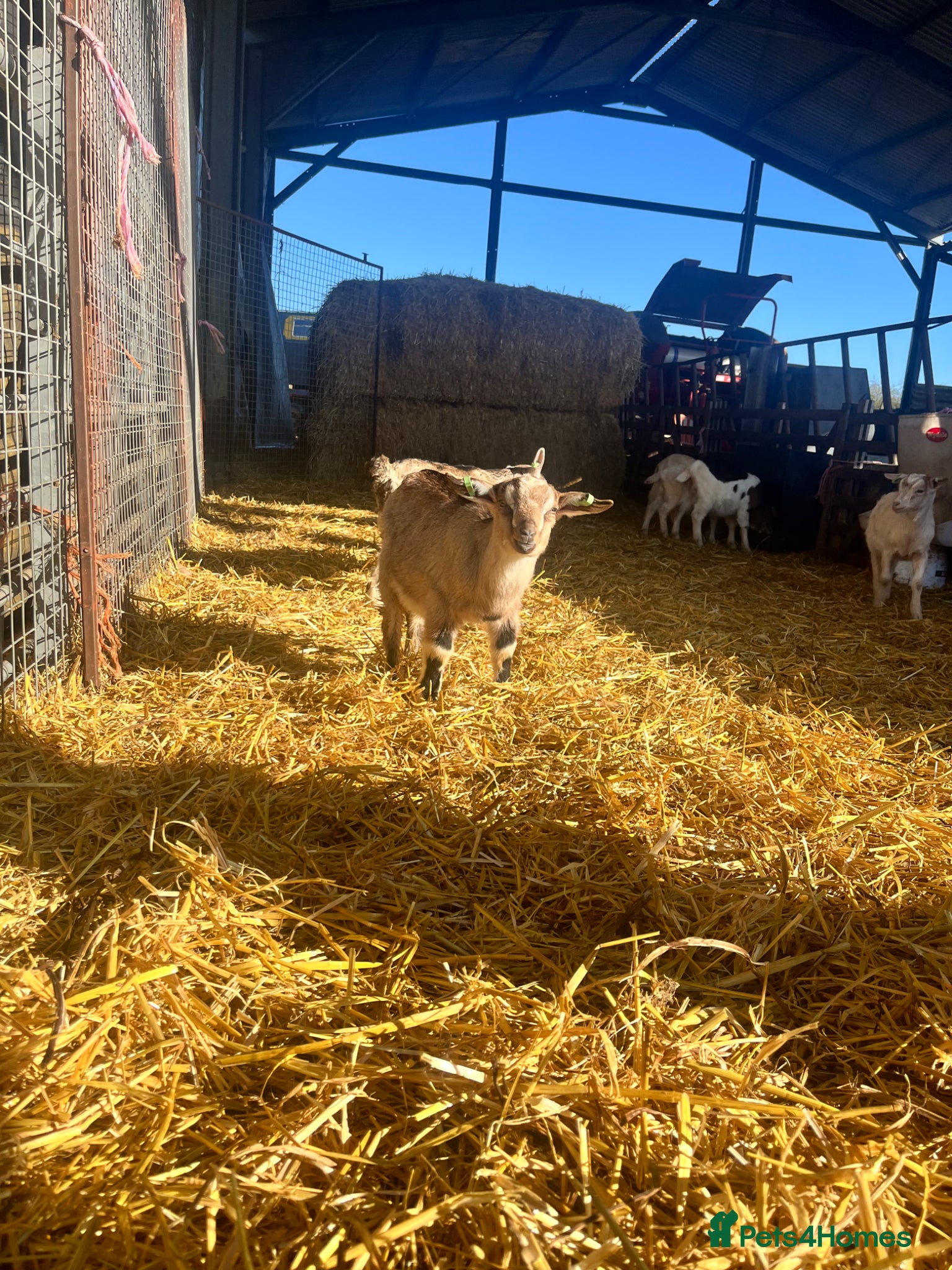 Goats livestock Beautiful goat kids - Advert 1