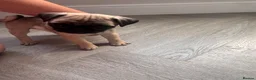 Pug dogs for sale: Kc registered pug puppies  - Advert 4