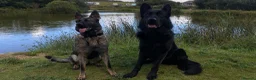 German Shepherd dogs for sale: Black Sable German Shepherd Puppy Ready Cornwall - Advert 13