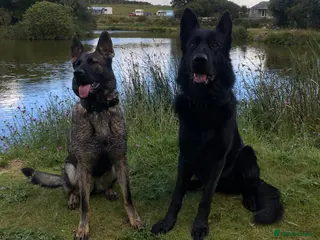 German Shepherd dogs Two Female German Shepherd Puppies Ready Now - Advert 4